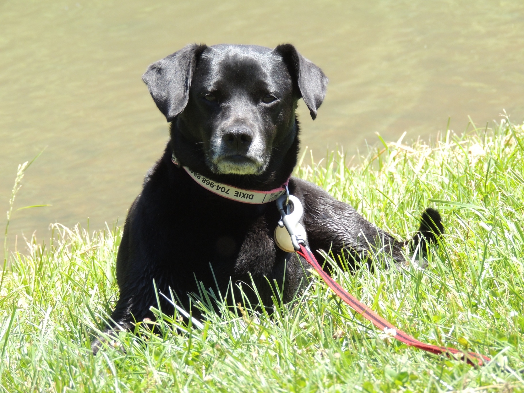 Portrait of Dixie, a black rat terrier mix, resting in the grass by the water