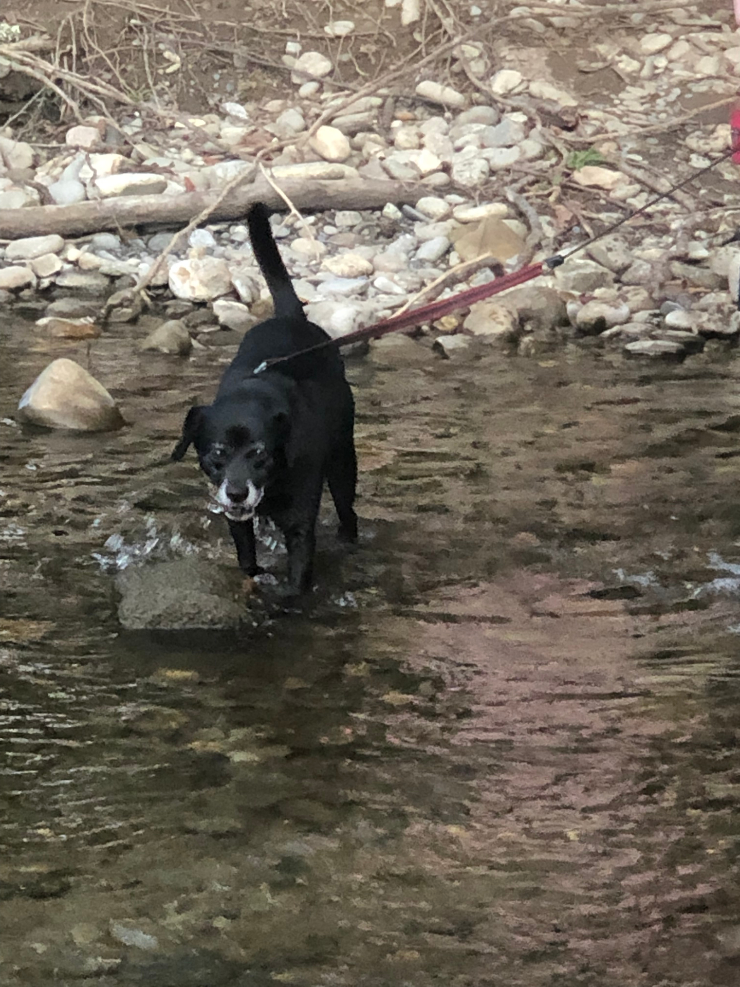Dixie standing in a mountain stream