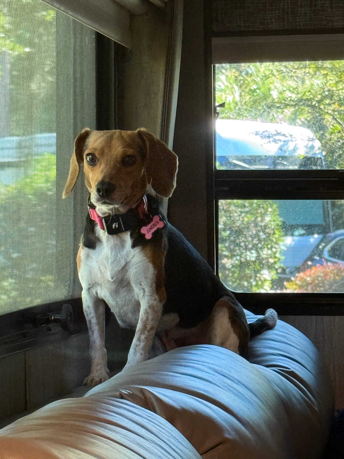 Juneaux the beagle perched on the back of the RV couch, keeping watch out the window
