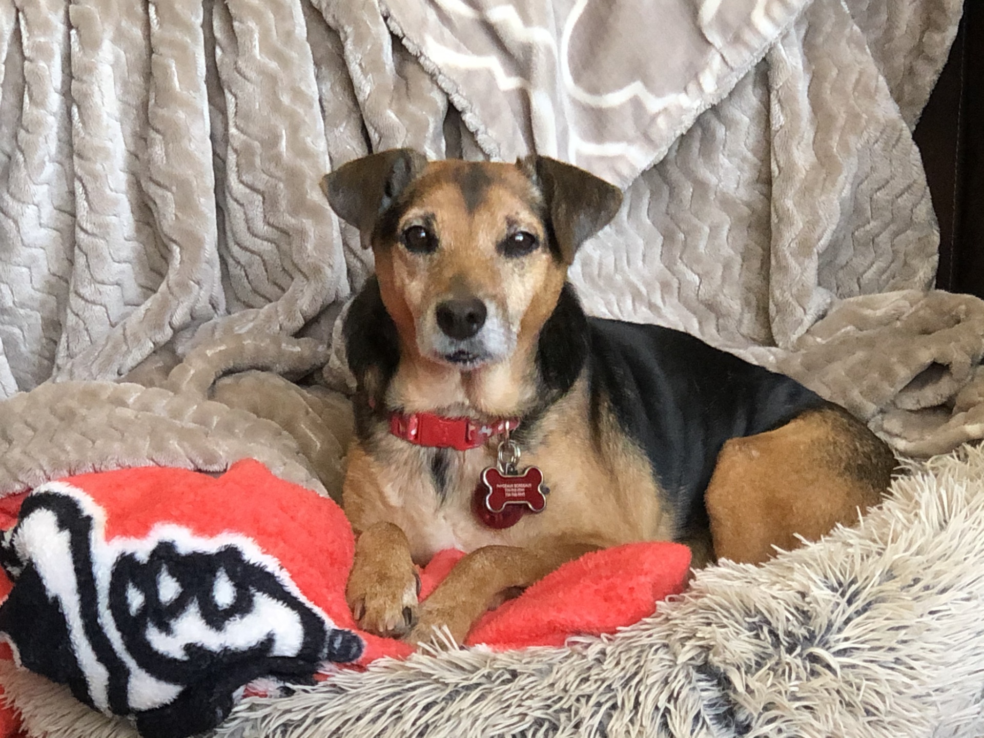 Portrait of Phydeaux, a tan and black terrier mix, curled up on a cozy blanket